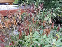 P1000271.webp