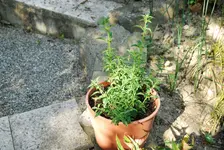 DSC_0006.webp