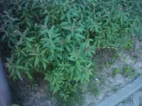 DSCI0041_JPG.webp