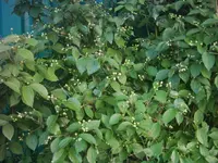 DSCI0044.webp