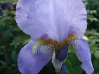 Iris hellblau.webp