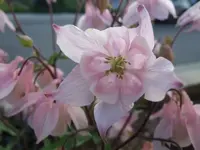 akelei rosa.webp