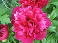 IMG_1307.webp