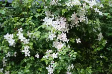 IMG_1939 - Kopie.webp