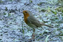 IMG_1409.webp