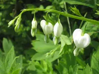 032.webp