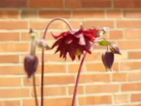 Mai 008.webp