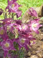 Mai 009.webp