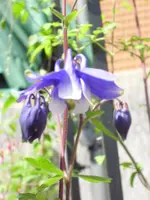 Mai 011.webp