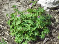 Mai 012.webp