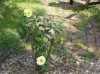 rosegelb.webp