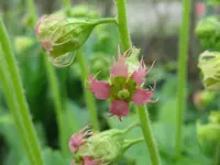IMG_trillium_1024x768.webp
