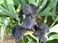 IMG_helen procter_1024x768.webp