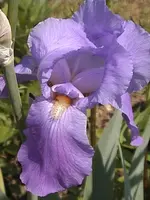 DSC00h026.webp