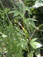 DSC00027.webp