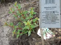 fuchsie winterhart.webp