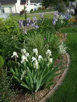 iris pilzbeet.webp