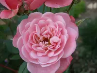 stammrosenblüte.webp