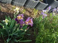iris grenzbeet.webp
