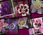 Gartenakeleien.webp