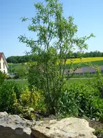 Korkenzieherweide.webp
