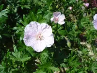 Storchi 1.webp