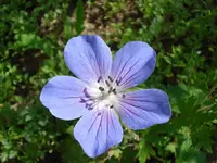 Storchi 2.webp