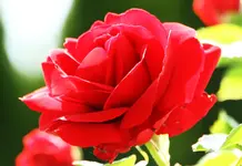 IMG_1459.webp