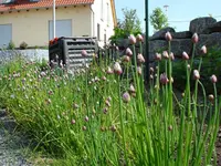 Schnittlauchinvasion.webp