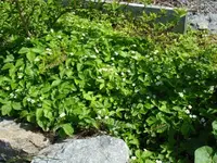 Walderdbeeren.webp