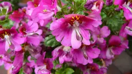 Bauernorchi.webp