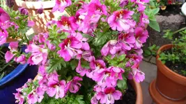 Bauernorchide.webp