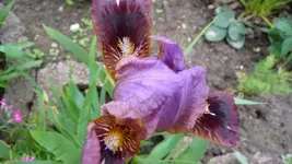 erste Lilie.webp