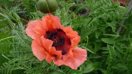 erster Mohn.webp