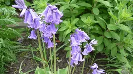 K800_frühling 020.webp