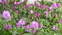 K800_frühling 049.webp