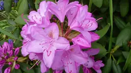 K800_frühling 044.webp