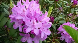 K800_frühling 036.webp