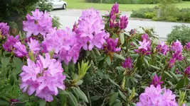 K800_frühling 037.webp