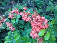 Strauch_unbekannt.webp Strauch_unbekannt.webp