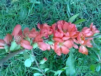 Strauch_unbekannt2.webp Strauch_unbekannt2.webp
