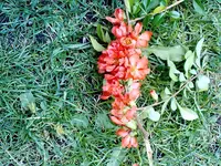 Strauch_unbekannt3.webp Strauch_unbekannt3.webp