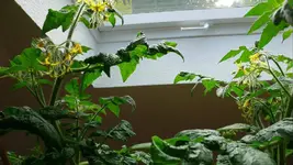 Tomaten Totem F1.webp