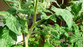Tomaten haben kleine Tomatchen.webp