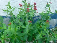 01_Pflanze.webp 01_Pflanze.webp