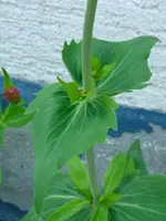 02_Blatt.webp 02_Blatt.webp