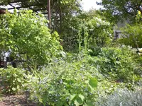 Garten Mai4 012.webp