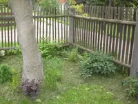 Garten Mai3 014.webp