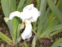 Garten Mai3 018.webp