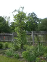 Garten Mai4 019.webp